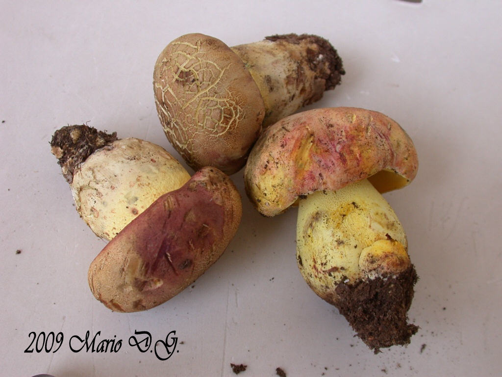Boletus da determinare >>> n� 1